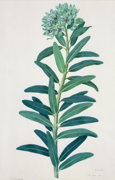 Gladioli，18世纪 作者 彼得·布朗